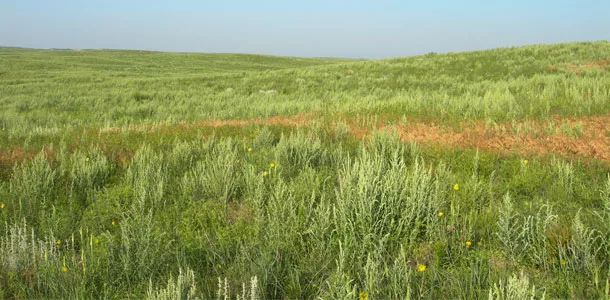 Weeds including lambsquarters