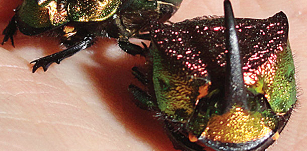 Dung bettle