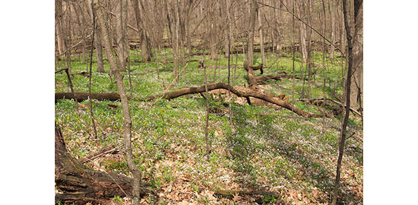 Woodland