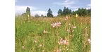 newer sainfoin 
