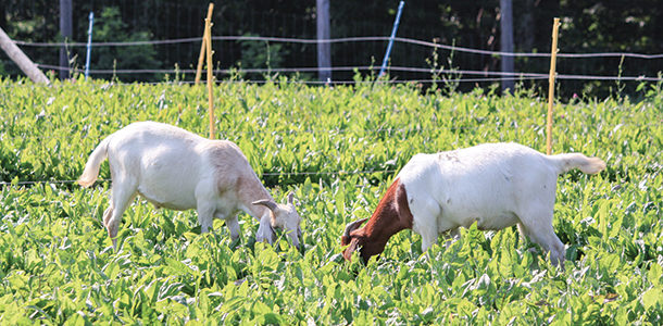 Meat goat kids grazing chicory