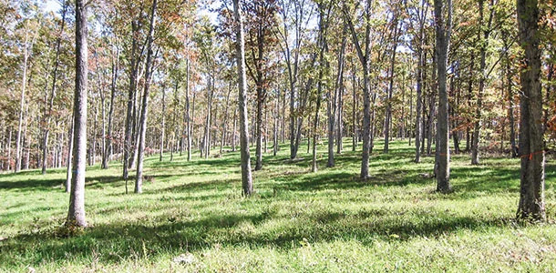Thinning stands of trees