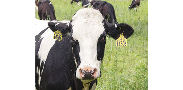 Evergreen farms cows