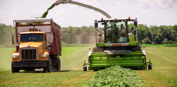 alfalfa harvest