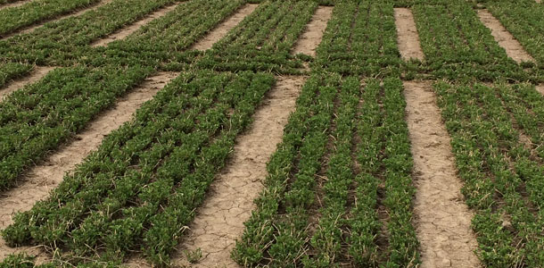 Small plot research field
