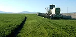 alfalfa harvest