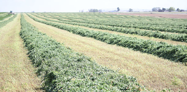 alfalfa