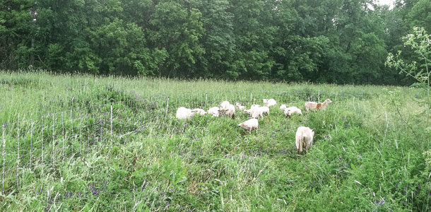 sheep grazing on a cover crop