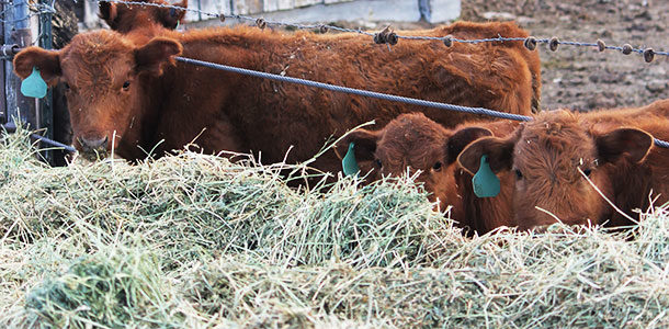 cattle eating hay