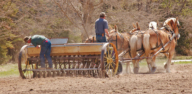 planting with horses