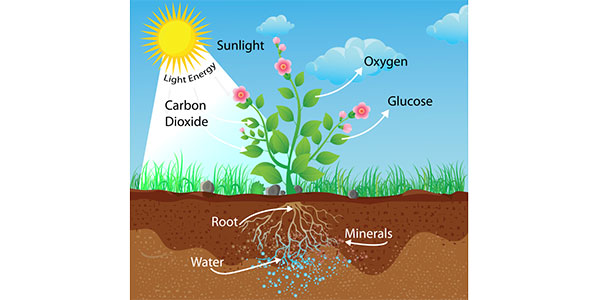 Why plants look green
