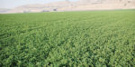a weed free alfalfa field