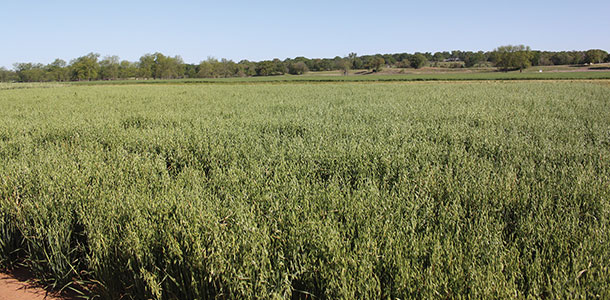 Oat NF402