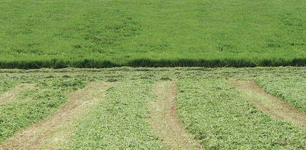 Alfalfa field