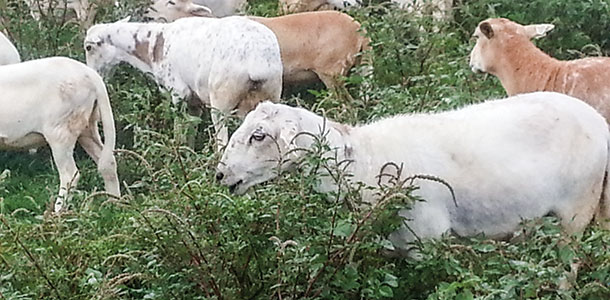Katahdin hair sheep