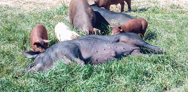pasture pork