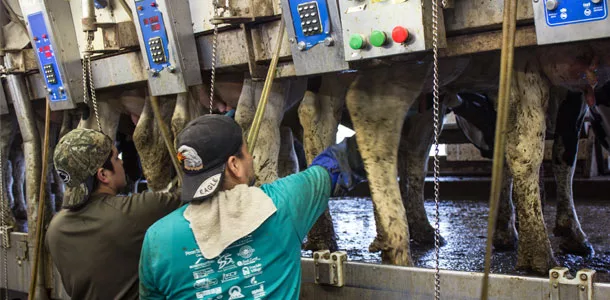 dairy employees