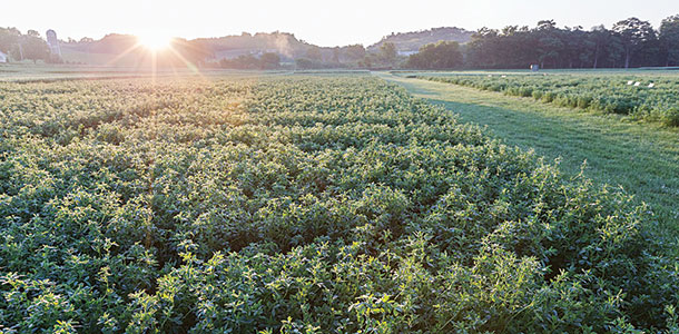 Alfalfa field