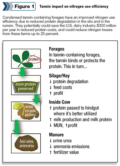 Tannin impact on nitrogen use efficiency