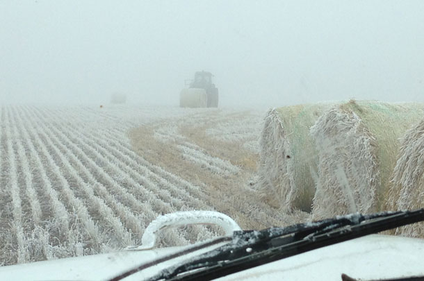 hay in the fog