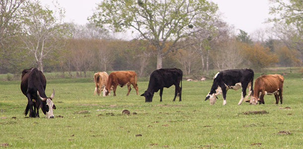 grazing