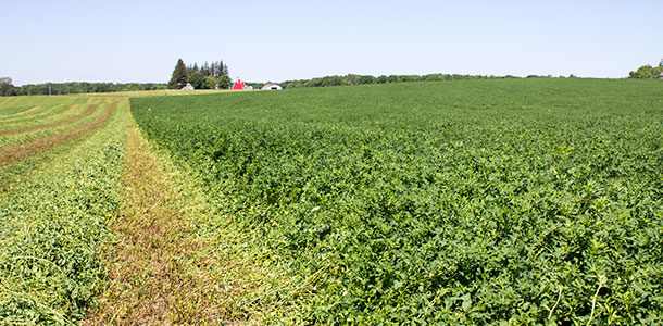cut alfalfa in field