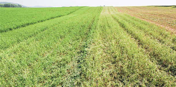alfalfa stems after leaves were removed