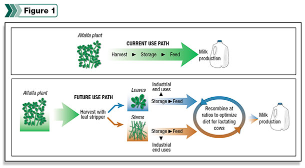 Plant use path