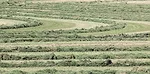 Hay field
