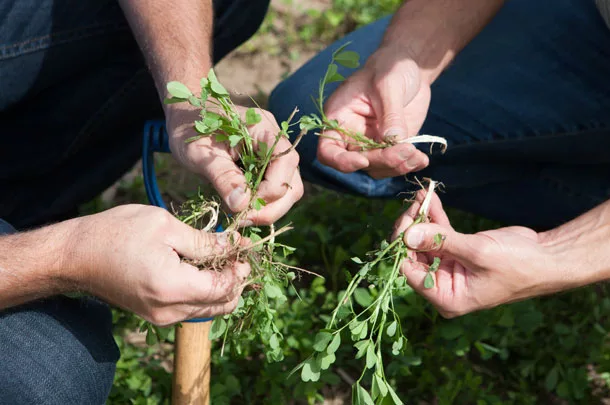 examining alfalfa