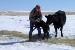 calf tagging