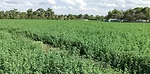 Hugh McDonald's hay field