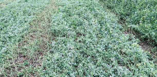 wide swaths of hay