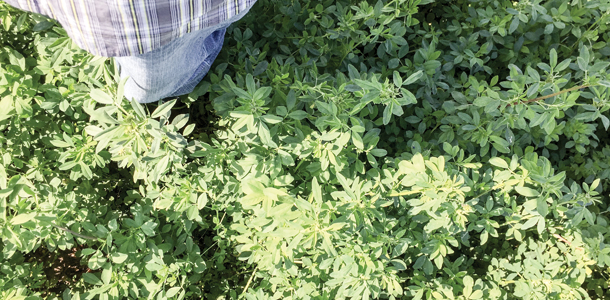 shorter plants during high heat