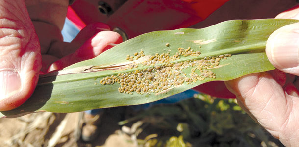 colony of aphids 