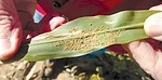 colony of aphids 