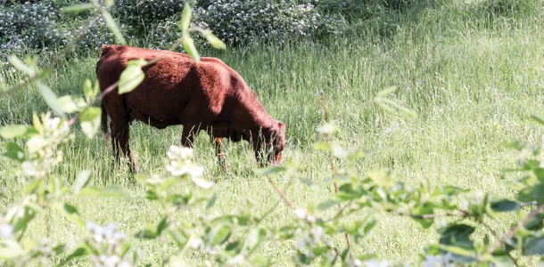grazing