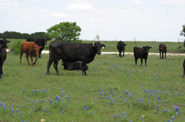 Stocking rates and weed management