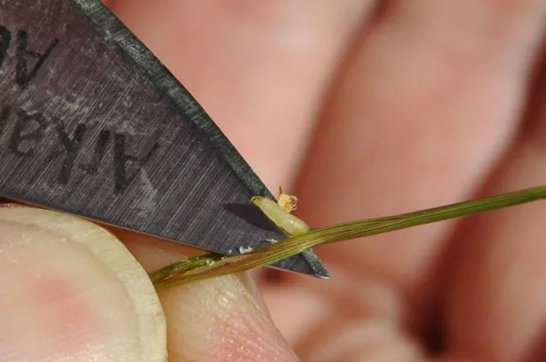 the bermudagrass stem maggot