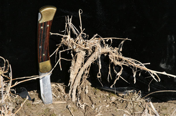 heaved alfalfa roots