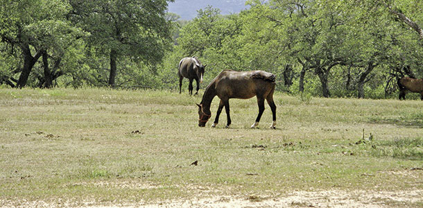 horses grazing