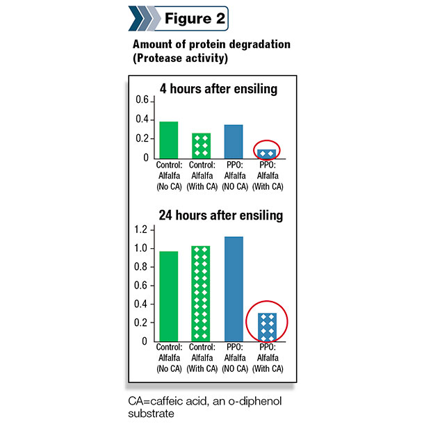Amount of protein degradation 