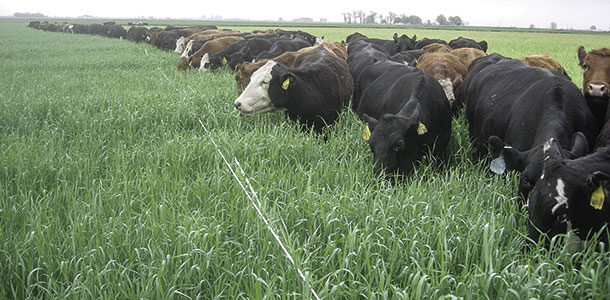 cattle grazing cereal rye