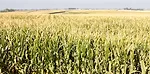 Corn field