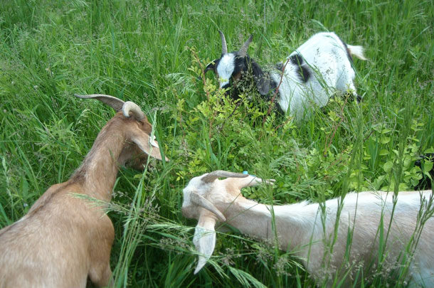 goats eating multiflora rose