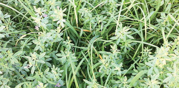 interseeding alfalfa into a bermudagrass stand