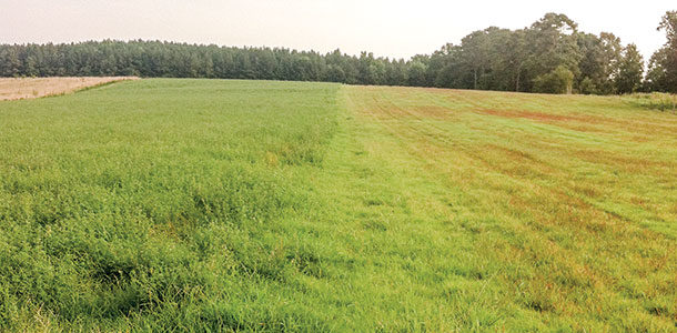 interseeded alfalfa strip versus bermudagrass-only
