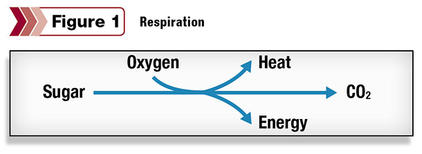 Respiration