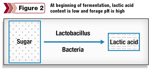 At beginning of fermentation, 