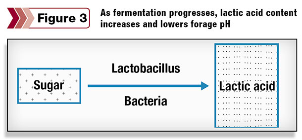 As fermentation progresses,